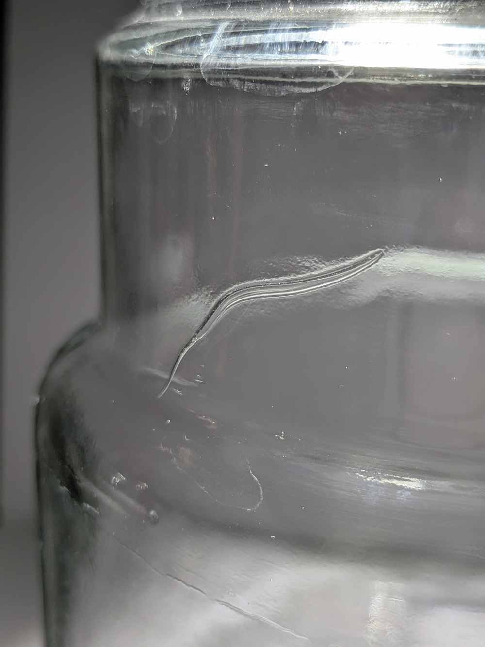 1976 Maxwell House x Anchor Hocking Bicentennial Glass Jar with Red Lid (1976) - Picture 7 of 7